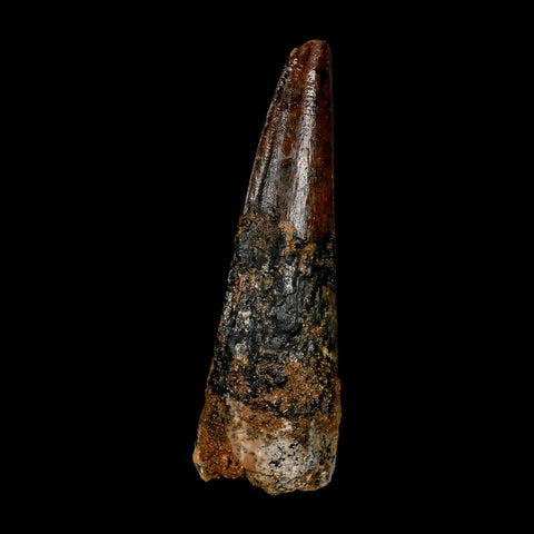 XL 3.5" Spinosaurus Fossil Tooth 100 Million Years Old Cretaceous Dinosaur COA - Fossil Age Minerals