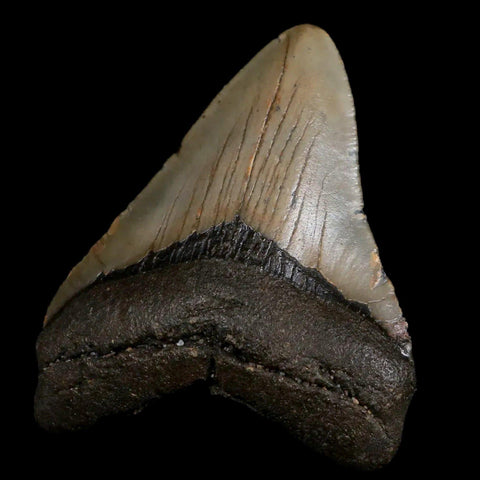 2.9" Quality Megalodon Shark Tooth Serrated Fossil Natural Miocene Age COA - Fossil Age Minerals