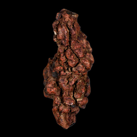 3.2" Prehistoric Coprolite Fossil Specimen Poop Dung Miocene Madagascar - Fossil Age Minerals