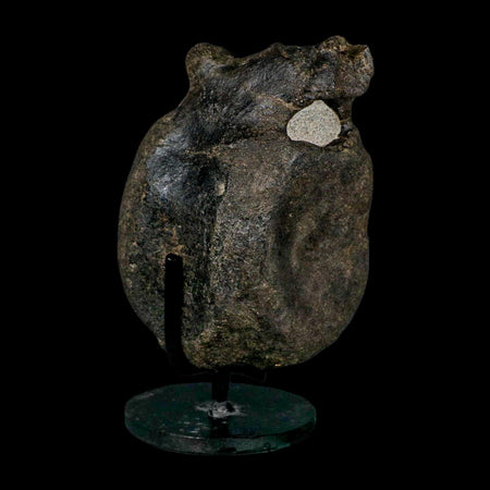 4.8" Hypacrosaurus Dinosaur Fossil Vertebrae Bone Two Medicine FM MT COA Stand