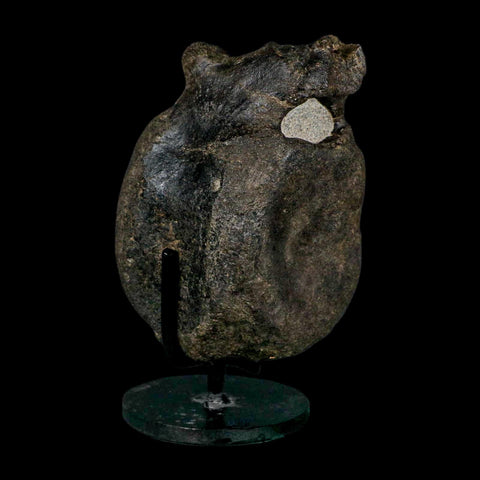 4.8" Hypacrosaurus Dinosaur Fossil Vertebrae Bone Two Medicine FM MT COA Stand