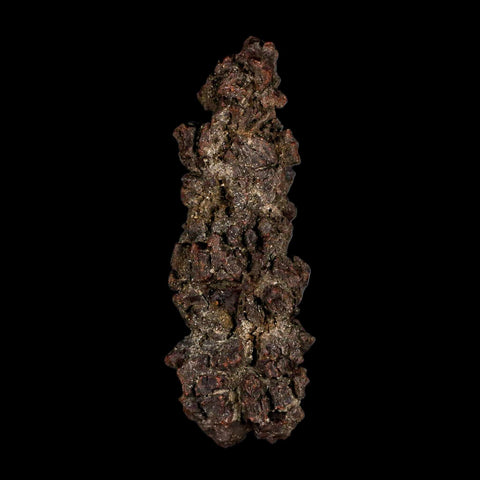 3.5" Prehistoric Coprolite Fossil Specimen Poop Dung Miocene Madagascar - Fossil Age Minerals