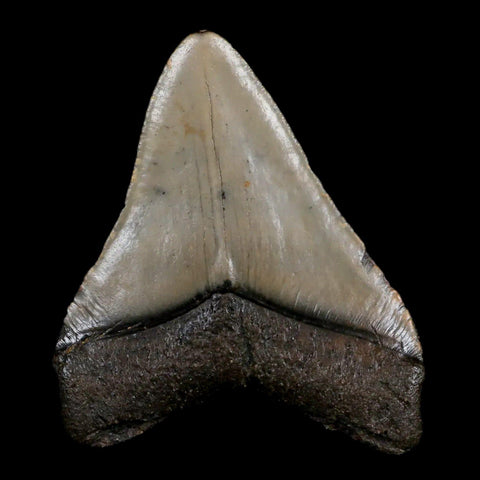 2.9" Quality Megalodon Shark Tooth Serrated Fossil Natural Miocene Age COA - Fossil Age Minerals