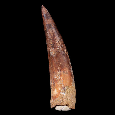 XL 3.5" Spinosaurus Fossil Tooth 100 Mil Yrs Old Cretaceous Dinosaur COA & Stand - Fossil Age Minerals