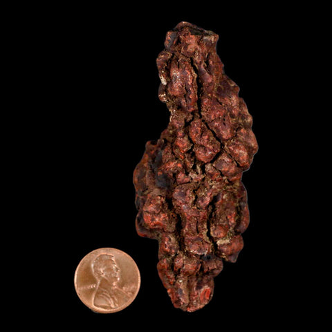 3.2" Prehistoric Coprolite Fossil Specimen Poop Dung Miocene Madagascar - Fossil Age Minerals