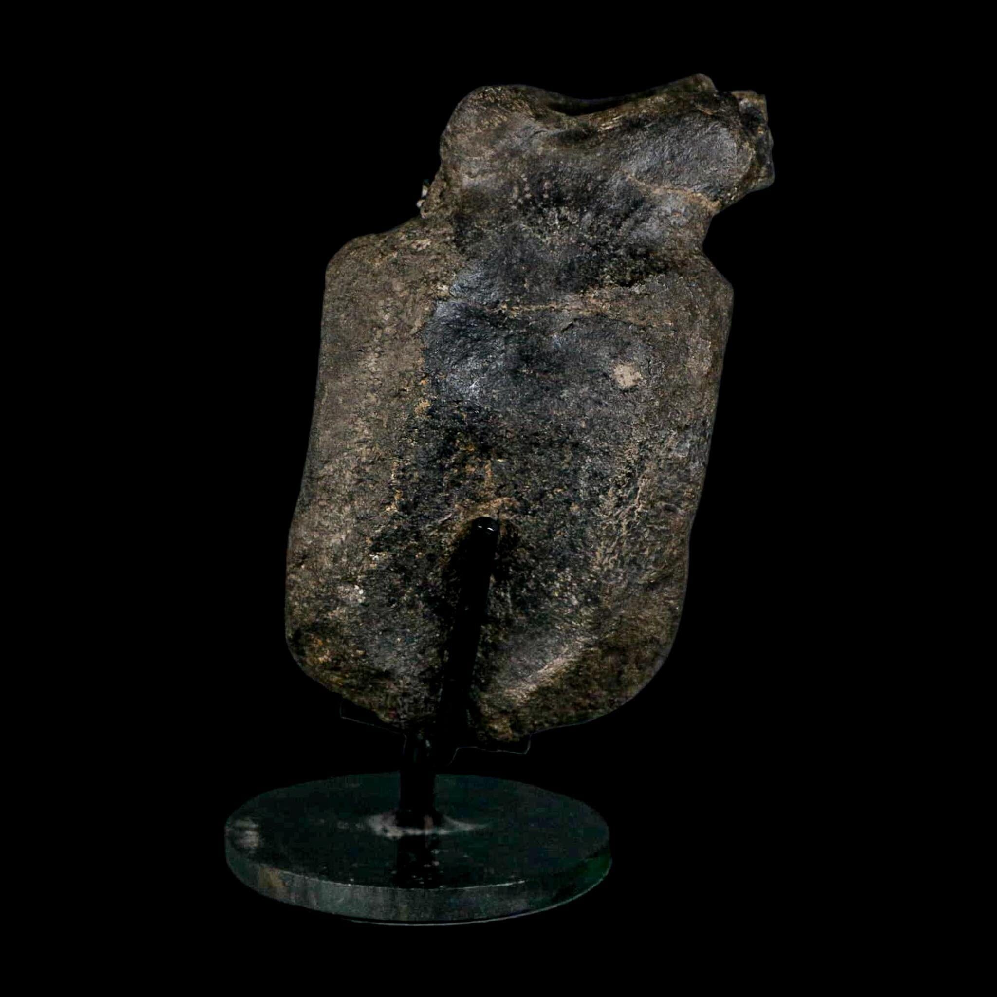 4.8" Hypacrosaurus Dinosaur Fossil Vertebrae Bone Two Medicine FM MT COA Stand - Fossil Age Minerals