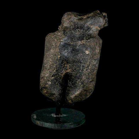 4.8" Hypacrosaurus Dinosaur Fossil Vertebrae Bone Two Medicine FM MT COA Stand