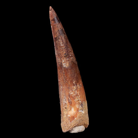 XL 3.5" Spinosaurus Fossil Tooth 100 Mil Yrs Old Cretaceous Dinosaur COA & Stand - Fossil Age Minerals