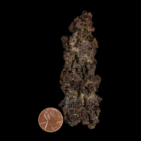 3.5" Prehistoric Coprolite Fossil Specimen Poop Dung Miocene Madagascar - Fossil Age Minerals