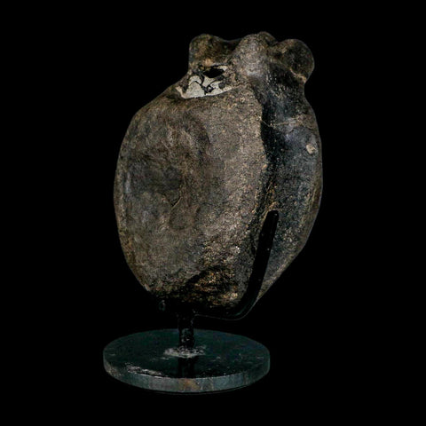 4.8" Hypacrosaurus Dinosaur Fossil Vertebrae Bone Two Medicine FM MT COA Stand