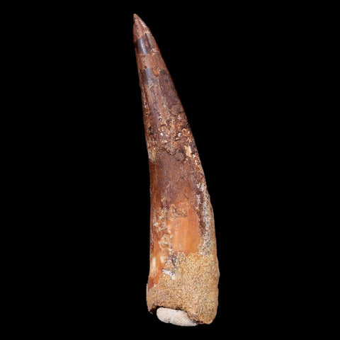 XL 3.5" Spinosaurus Fossil Tooth 100 Mil Yrs Old Cretaceous Dinosaur COA & Stand - Fossil Age Minerals