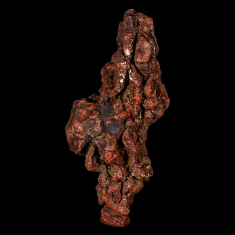 3.2" Prehistoric Coprolite Fossil Specimen Poop Dung Miocene Madagascar - Fossil Age Minerals