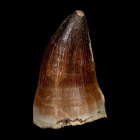 XL 2.2" Mosasaur Prognathodon Fossil Tooth Cretaceous Dinosaur Era COA, Stand