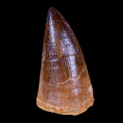 XL 2.5" Mosasaur Prognathodon Fossil Tooth Cretaceous Dinosaur Era COA & Stand