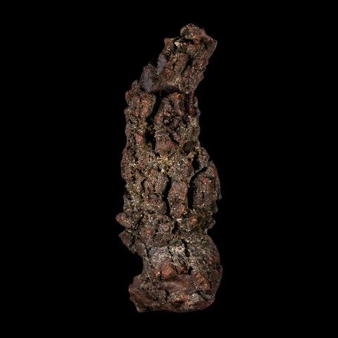3.5" Prehistoric Coprolite Fossil Specimen Poop Dung Miocene Madagascar - Fossil Age Minerals