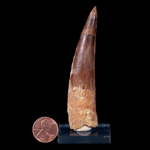XL 3.5" Spinosaurus Fossil Tooth 100 Mil Yrs Old Cretaceous Dinosaur COA & Stand - Fossil Age Minerals