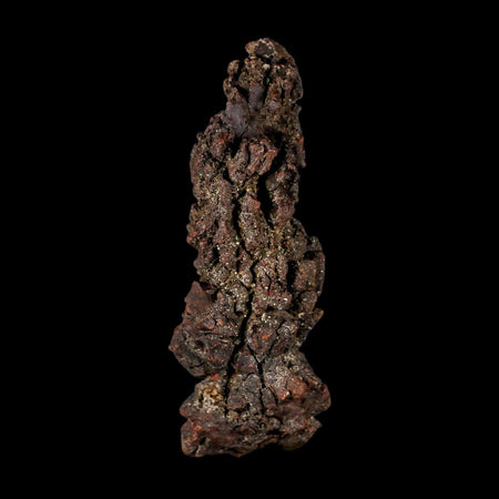 3.5" Prehistoric Coprolite Fossil Specimen Poop Dung Miocene Madagascar