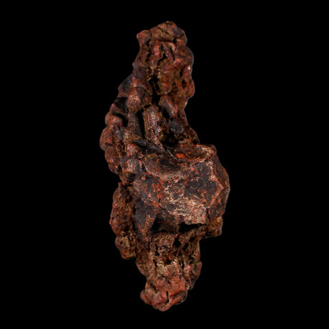 3.2" Prehistoric Coprolite Fossil Specimen Poop Dung Miocene Madagascar - Fossil Age Minerals