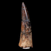 XL 3.7" Spinosaurus Fossil Tooth 100 Mil Yrs Old Cretaceous Dinosaur COA & Stand