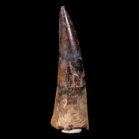 XL 3.7" Spinosaurus Fossil Tooth 100 Mil Yrs Old Cretaceous Dinosaur COA & Stand - Fossil Age Minerals