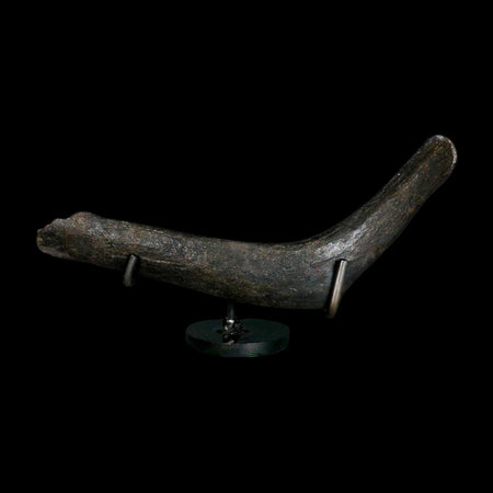 7.5" Hypacrosaurus Dinosaur Fossil Rib Bone Two Medicine FM Montana COA Stand