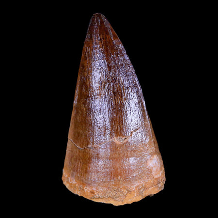 XL 2.5" Mosasaur Prognathodon Fossil Tooth Cretaceous Dinosaur Era COA & Stand