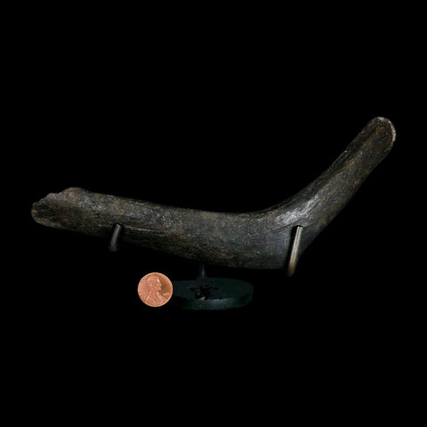 7.5" Hypacrosaurus Dinosaur Fossil Rib Bone Two Medicine FM Montana COA Stand - Fossil Age Minerals