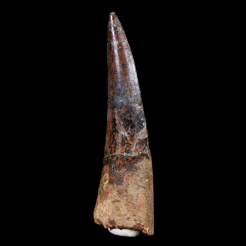 XL 3.7" Spinosaurus Fossil Tooth 100 Mil Yrs Old Cretaceous Dinosaur COA & Stand - Fossil Age Minerals