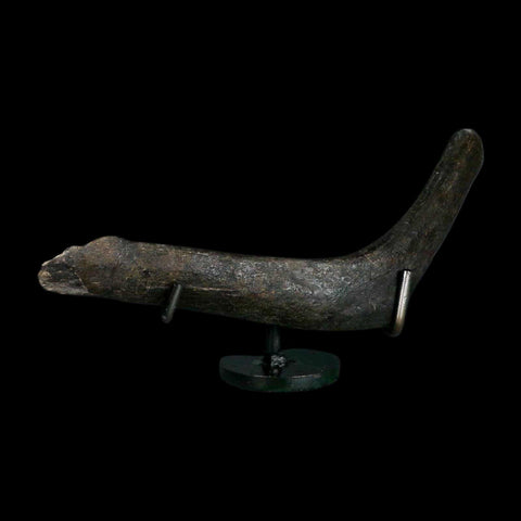7.5" Hypacrosaurus Dinosaur Fossil Rib Bone Two Medicine FM Montana COA Stand - Fossil Age Minerals