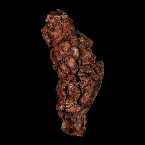 3.2" Prehistoric Coprolite Fossil Specimen Poop Dung Miocene Madagascar - Fossil Age Minerals