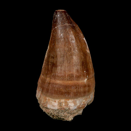 XL 2.3" Mosasaur Prognathodon Fossil Tooth Cretaceous Dinosaur Era COA, Stand