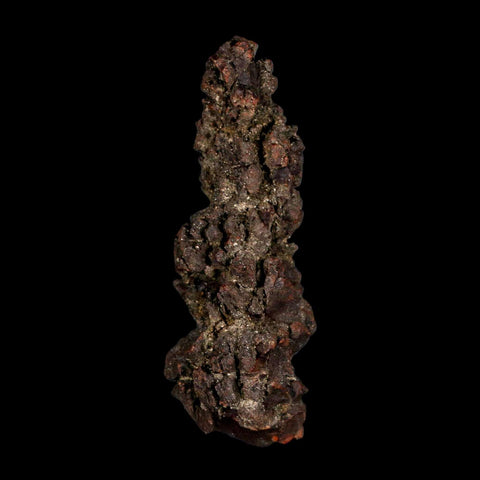 3.5" Prehistoric Coprolite Fossil Specimen Poop Dung Miocene Madagascar - Fossil Age Minerals
