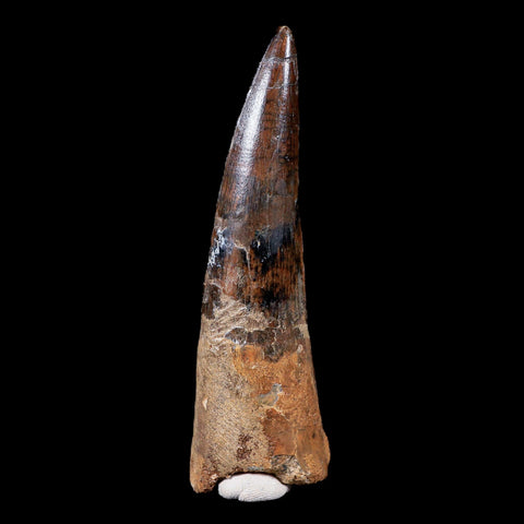 XL 3.7" Spinosaurus Fossil Tooth 100 Mil Yrs Old Cretaceous Dinosaur COA & Stand - Fossil Age Minerals
