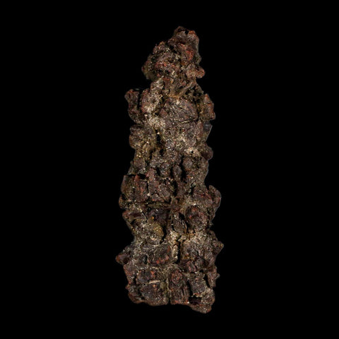 3.5" Prehistoric Coprolite Fossil Specimen Poop Dung Miocene Madagascar - Fossil Age Minerals