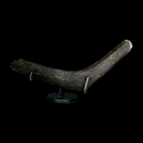 7.5" Hypacrosaurus Dinosaur Fossil Rib Bone Two Medicine FM Montana COA Stand - Fossil Age Minerals