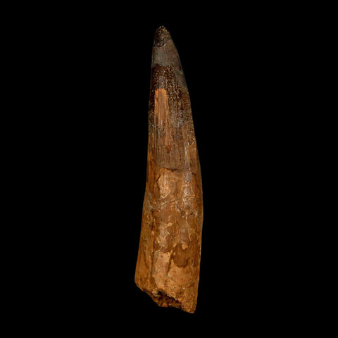 XXL 4.1" Spinosaurus Fossil Tooth 100 Million Years Old Cretaceous Dinosaur COA - Fossil Age Minerals