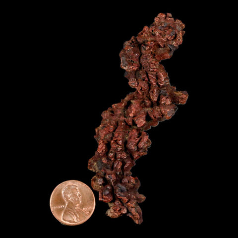 3.4" Prehistoric Coprolite Fossil Specimen Poop Dung Miocene Madagascar - Fossil Age Minerals