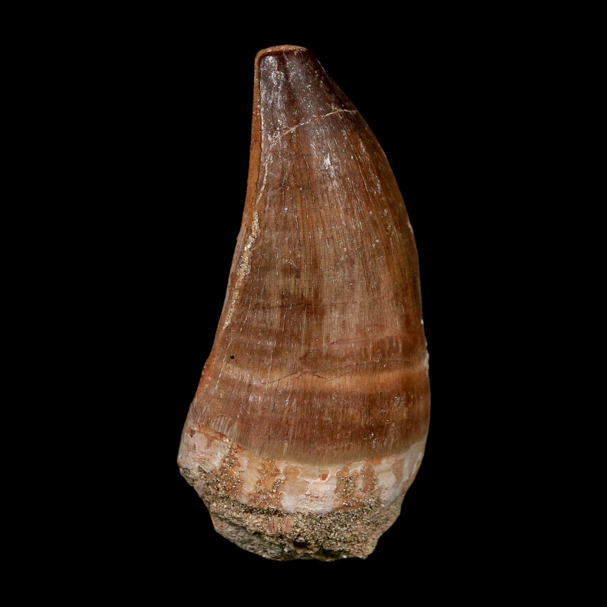 XL 2.3" Mosasaur Prognathodon Fossil Tooth Cretaceous Dinosaur Era COA, Stand - Fossil Age Minerals