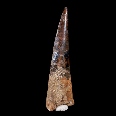 XL 3.7" Spinosaurus Fossil Tooth 100 Mil Yrs Old Cretaceous Dinosaur COA & Stand - Fossil Age Minerals