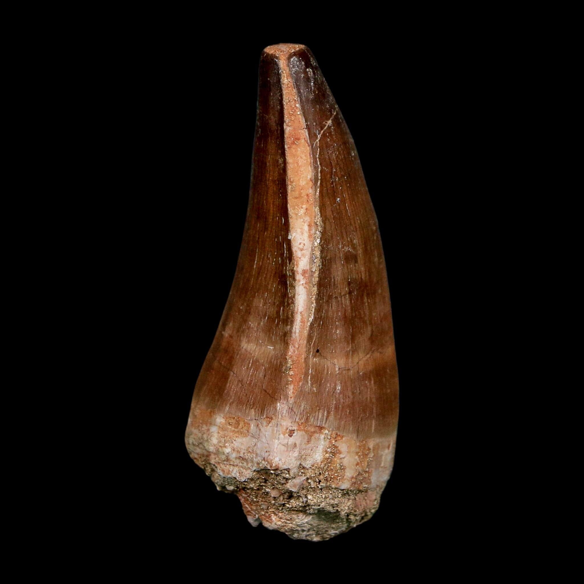 XL 2.3" Mosasaur Prognathodon Fossil Tooth Cretaceous Dinosaur Era COA, Stand - Fossil Age Minerals