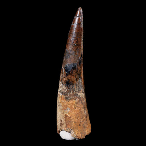 XL 3.7" Spinosaurus Fossil Tooth 100 Mil Yrs Old Cretaceous Dinosaur COA & Stand - Fossil Age Minerals