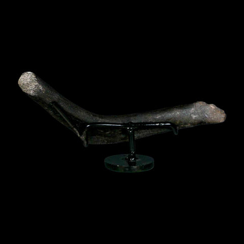 7.5" Hypacrosaurus Dinosaur Fossil Rib Bone Two Medicine FM Montana COA Stand - Fossil Age Minerals