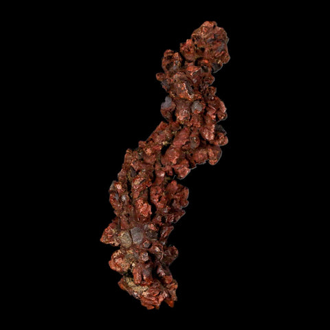 3.4" Prehistoric Coprolite Fossil Specimen Poop Dung Miocene Madagascar - Fossil Age Minerals