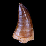 XL 2.5" Mosasaur Prognathodon Fossil Tooth Cretaceous Dinosaur Era COA & Stand