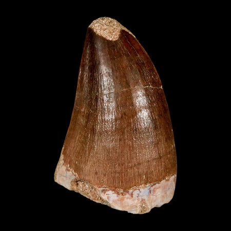 1.9"  Mosasaur Prognathodon Fossil Tooth Cretaceous Dinosaur Era COA & Stand