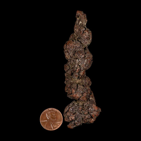 3.8" Prehistoric Coprolite Fossil Specimen Poop Dung Miocene Madagascar - Fossil Age Minerals