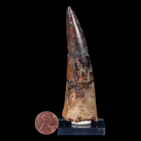 XL 3.7" Spinosaurus Fossil Tooth 100 Mil Yrs Old Cretaceous Dinosaur COA & Stand - Fossil Age Minerals