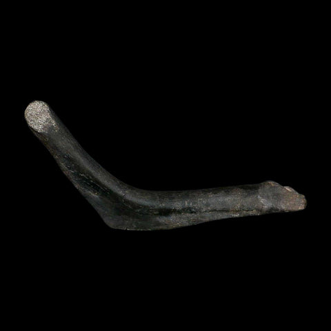 7.5" Hypacrosaurus Dinosaur Fossil Rib Bone Two Medicine FM Montana COA Stand - Fossil Age Minerals