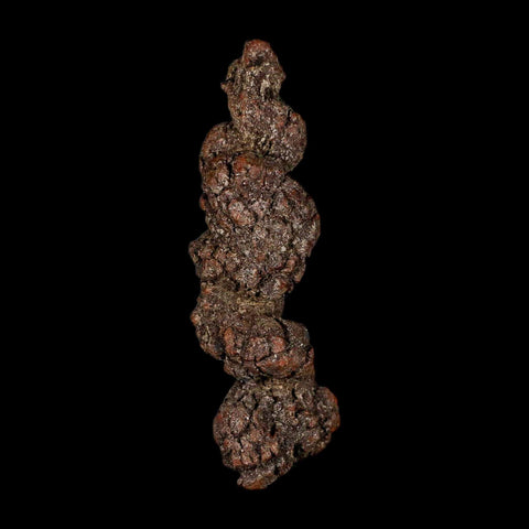 3.8" Prehistoric Coprolite Fossil Specimen Poop Dung Miocene Madagascar - Fossil Age Minerals