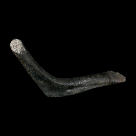 7.5" Hypacrosaurus Dinosaur Fossil Rib Bone Two Medicine FM Montana COA Stand - Fossil Age Minerals
